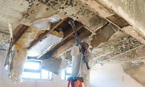 Best Environmental Consulting for Mold Prevention  in Albion, NE